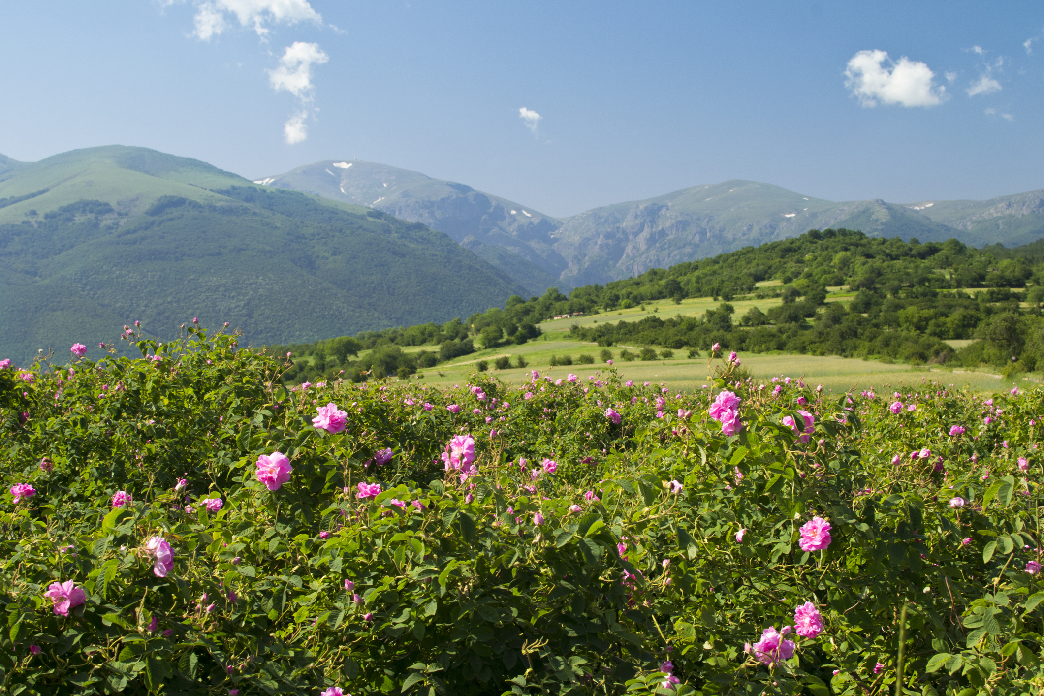 Dolina Roz Bulgaria Turystyka Bez Granic
